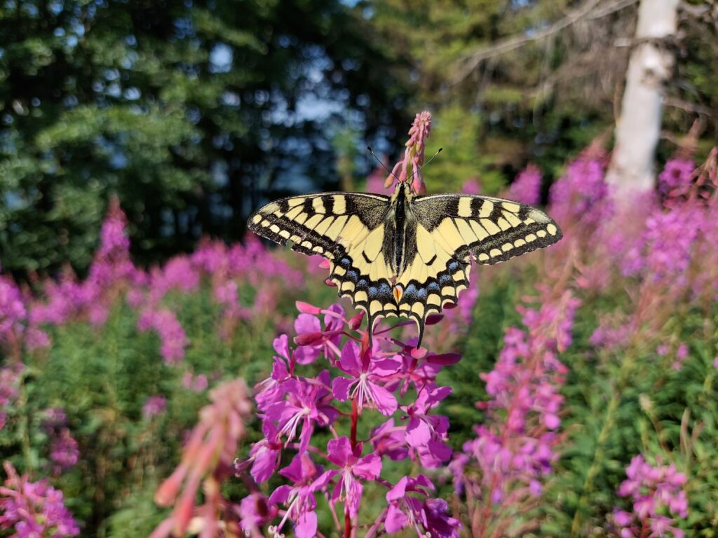 Paź królowej, wierzbówka kiprzyca, najpiękniejszy motyl w Polsce, największy motyl w Polsce, piękne motyle, Papilio machaon